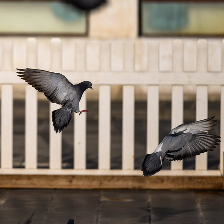 Pigeons flying in the air on a background of a fenceの写真素材