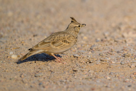 Crested Lark (Alauda cristata)の写真素材