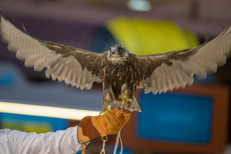 Peregrine falconer holding a prey in his handの写真素材