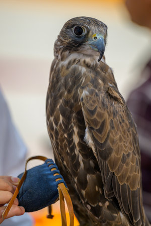 Peregrine falcon, also known as the Peregrine Falcon or Peregrine Falcon.の写真素材