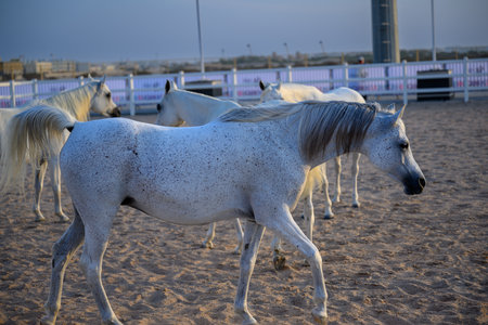 White horses on the beach in the evening light. Horizontal photoの写真素材