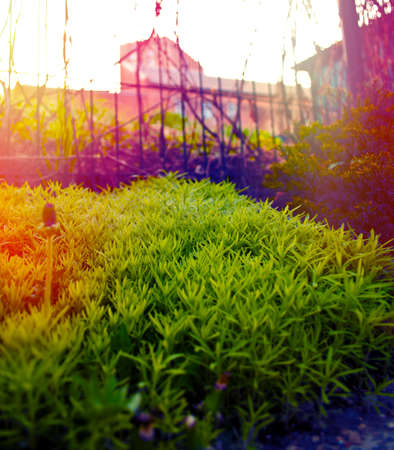 Warm summer sunrise in the city with grass and sunflareの写真素材
