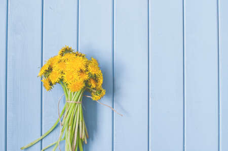 Summer bunch of yellow dandelions flowers on blue wooden backgroundの写真素材