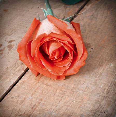 Red beautiful rose on the old wooden backgroundの写真素材