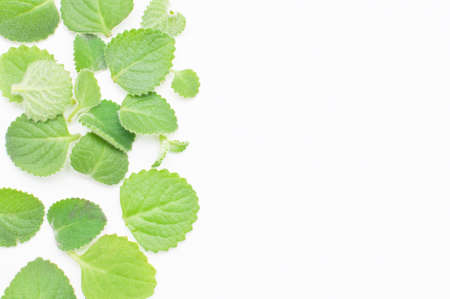 Green melissa leaves on white backgroundの写真素材