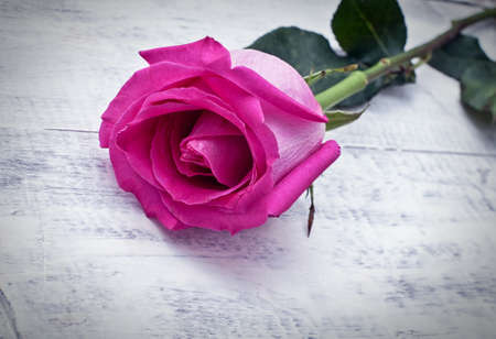 Pink beautiful rose on white wooden backgroundの写真素材