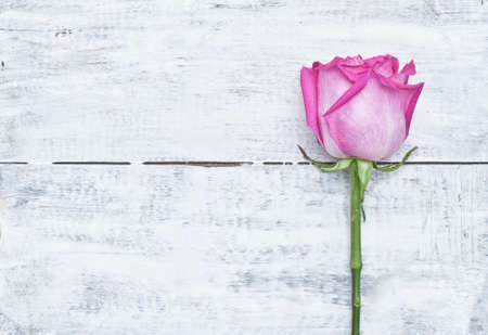 Pink beautiful rose on white wooden backgroundの写真素材