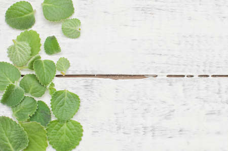 Green melissa leaves on white wooden backgroundの写真素材