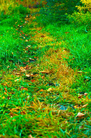 green path in autumn forest with oak leaves and yellowed grassの写真素材