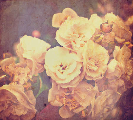 vintage shabby card with gentle white rosesの写真素材