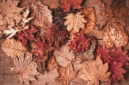 autumnal dry maple and oak leaves on vintage wooden backgroundの写真素材