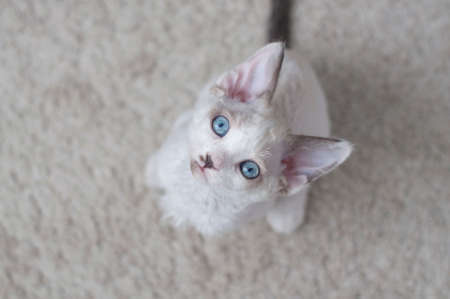 cute little blue-eyed devon rex kitten is sitting on a carpetの写真素材