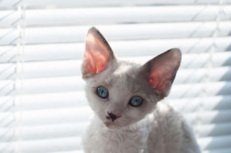 Cutle funny curios kitten with blue eyes and big earsの写真素材