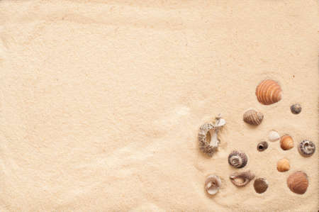 sea shells on a summer sandy beachの写真素材