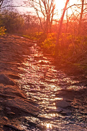 stream in the forest at golden sunsetの写真素材