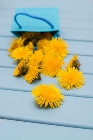 Dandelion flowers in the little blue bag on wooden tableの写真素材