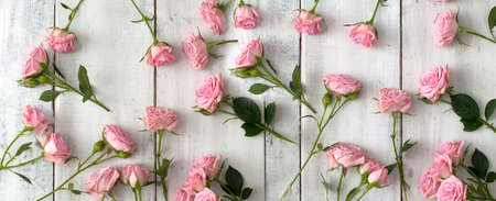 Pink roses on white rustic wooden horisontal banner background