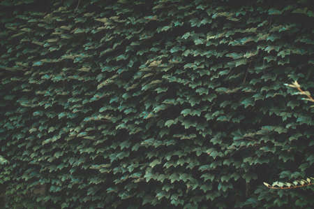 Green cover decoration of a wall in the gardenの写真素材