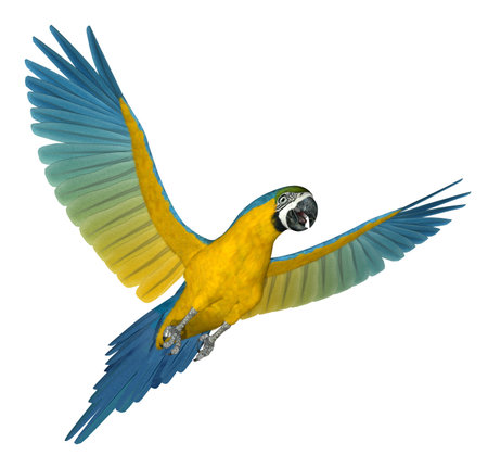 Blue and Gold Macaw flying - 3D render.の写真素材