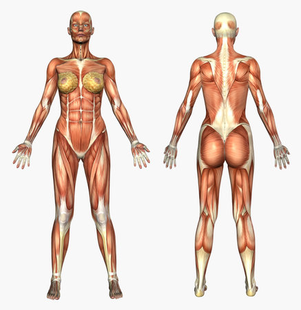 3D render depicting human anatomy - muscles - female.の写真素材
