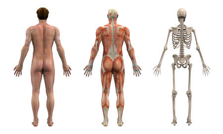 Anatomical Overlays - Adult Male - Back View -- These images will line line up exactly, and can be...