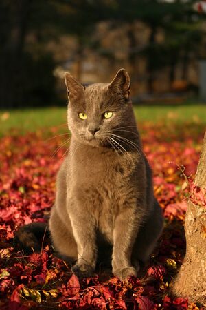 Gray Cat with Autumn Backgroundの写真素材