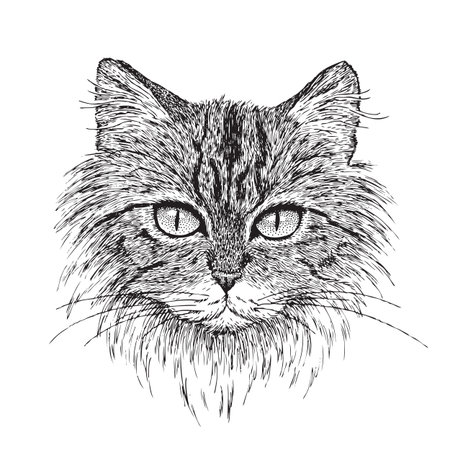 Detailed vector from my pen   ink drawing of a tabby cat のイラスト素材