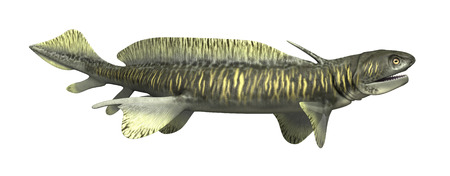 The Orthacanthus was a prehistoric shark that lived during the Devonian and Triassic Periods - 3d render.の写真素材
