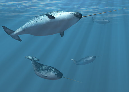 A group of narwhal whales undersea  3d render.の写真素材
