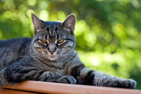 Portrait of a laid back tabby cat with a cool attitude.の写真素材