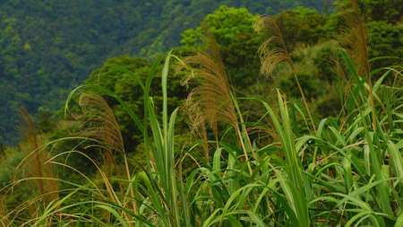 Country Road of Taiwanの写真素材