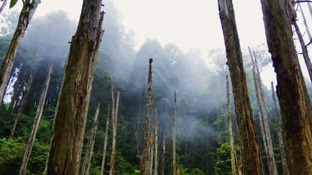 The Forest in Nantou County