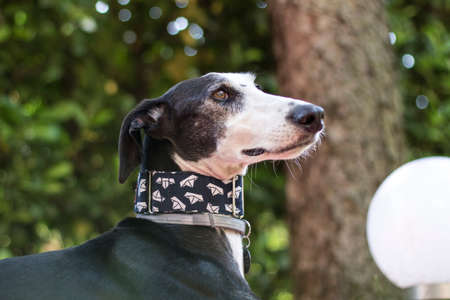 Levante the galgoの写真素材