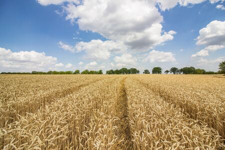 Wheat field with a footpath in itの写真素材