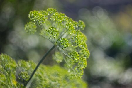 A bright green fresh dill flowerの写真素材