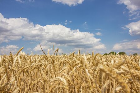 A close up texture of wheat earsの写真素材