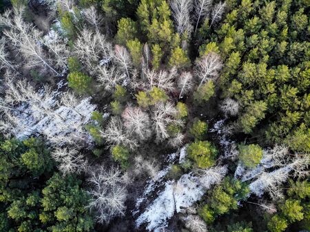 Forest texture from above.の写真素材