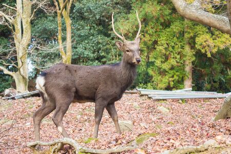 A gorgeous male deer in Nara parkの写真素材