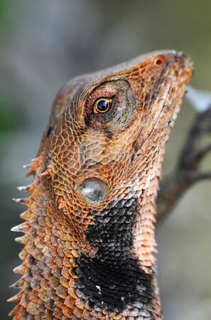 Portrait of an iguanaの写真素材