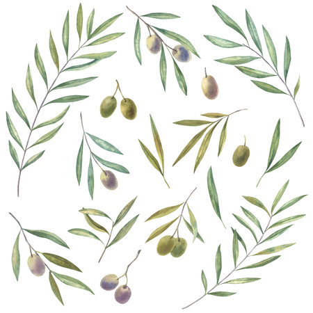 Watercolor set of olive branchesの写真素材