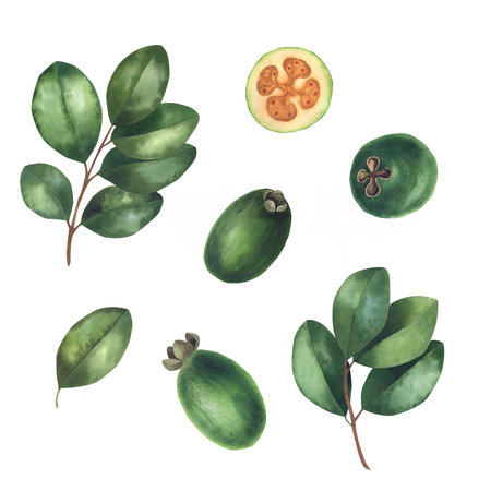 Watercolor hand drawn feijoa fruits and branches with leaves.の写真素材