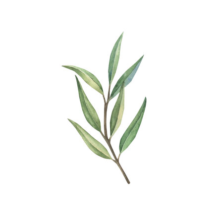 Set of olive branches with fruits and green leaves. Hand drawn botanical watercolor illustration. Isolated on a white background. For greeting cards, wallpaper, print, fabric, food oil production.の写真素材