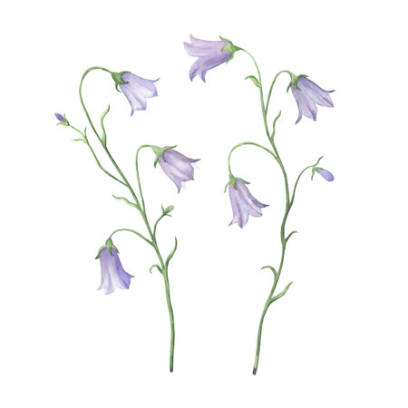 Hand-painted watercolor set with delicate blue bellflowers. Botanical floral elements isolated on a white background. For wedding designs, greeting and invitational cards, packaging.の写真素材