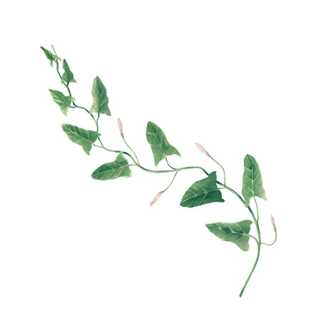 Hand-painted watercolor illustration of field bindweed with delicate pink flowers and green leaves. Isolated on a white background. For wedding designs, greeting and invitational cards, packaging.の写真素材