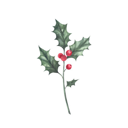 Christmas holly with green leaves and red berries. Hand-painted watercolor illustration. Isolated on a white background. For invitational and greeting cards, scrapbooking, posters, prints.の写真素材