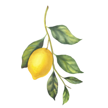 Watercolor yellow lemon on a branch with green leaves. Hand-painted botanical illustration. Isolated object on a white background. For invitations, greeting cards, kitchen decor, home textiles.の写真素材