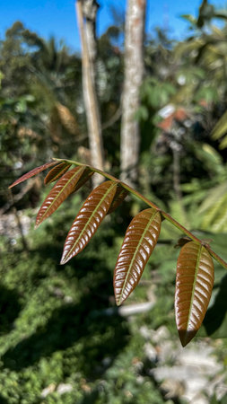 Close up of green leaves of a tree in a tropical garden.