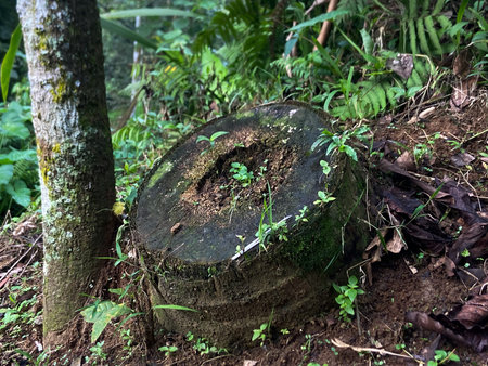 Tree Stump in Tropical Forest Environment Natural Outdoor Scene
