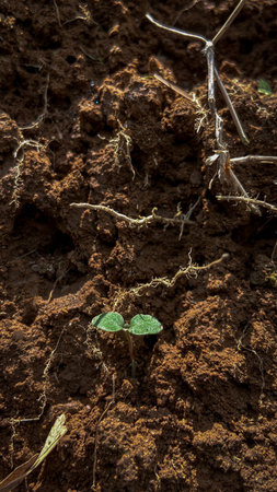 Green seedling growing on soil, closeup of green sprout