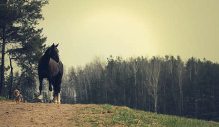 a horse with a small dog standing on a hill,  in a forestの写真素材